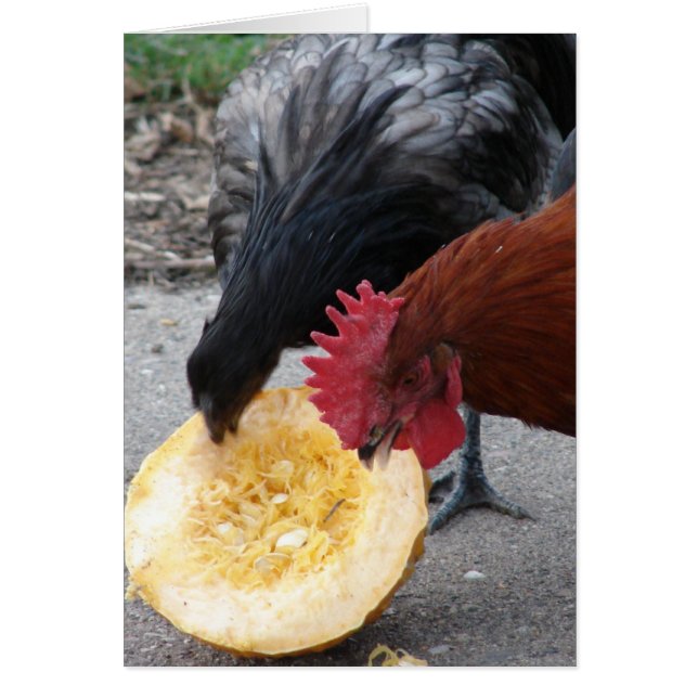 Chickens Eating Pumpkin Cards (Front)
