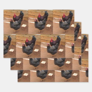 Chickens - Farm Life - Wrapping Paper Sheets
