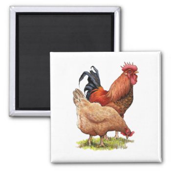 Chickens: Hen And Rooster Color Pencil Drawing Magnet by joyart at Zazzle