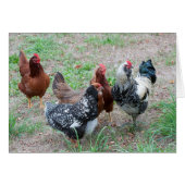 Chickens in the Yard (Front Horizontal)