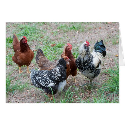 Chickens in the Yard Cards (Front Horizontal)