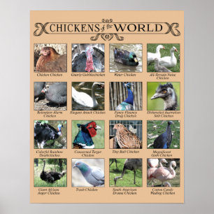 Chickens of the World Humorous Poster