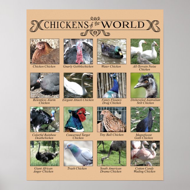 Chickens of the World Humorous Poster (Front)