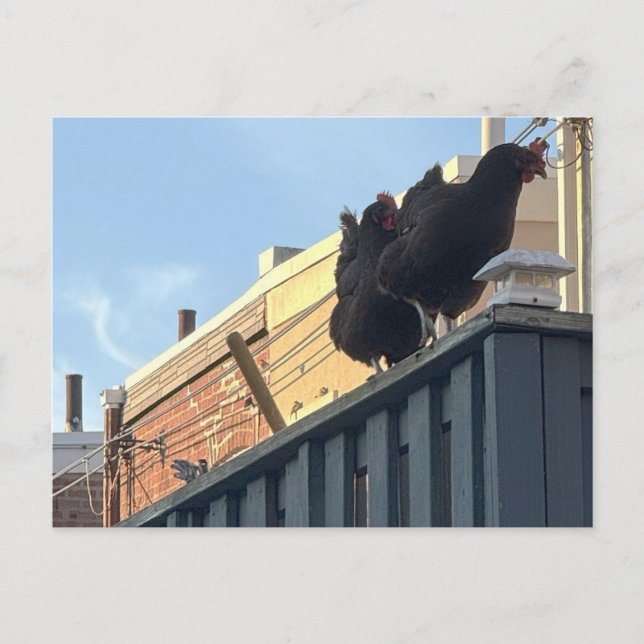 Chickens Photo Postcard (Front)