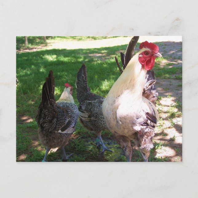 chickens postcard (Front)