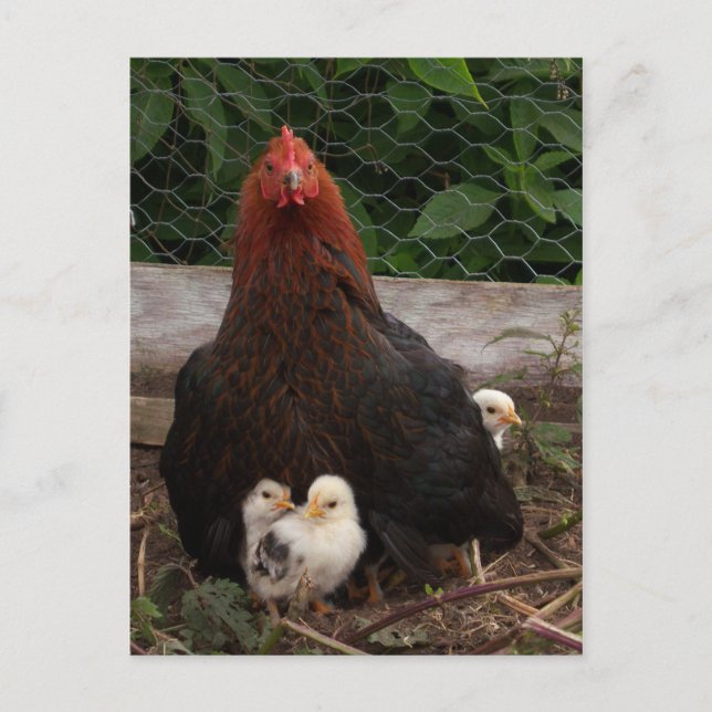Chickens Postcard (Front)