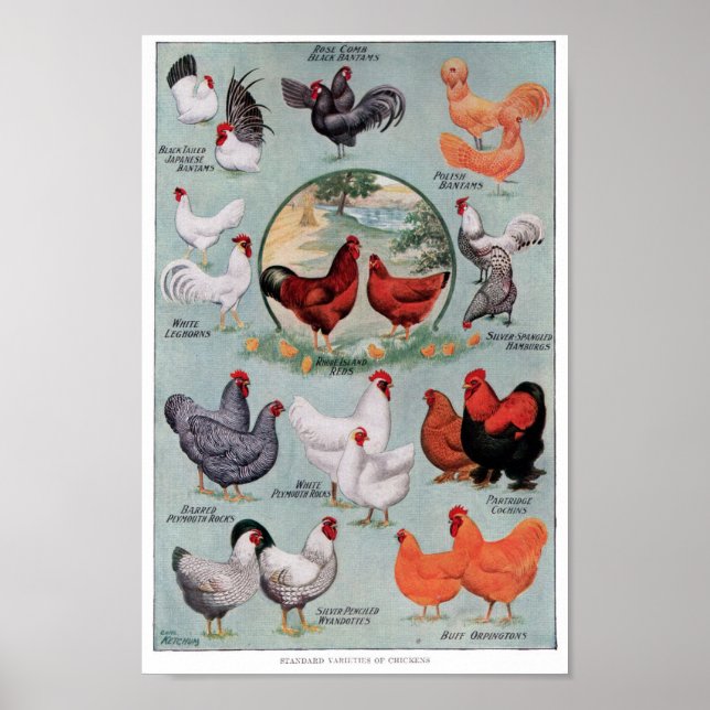 Chickens Vintage Book Page Poster (Front)