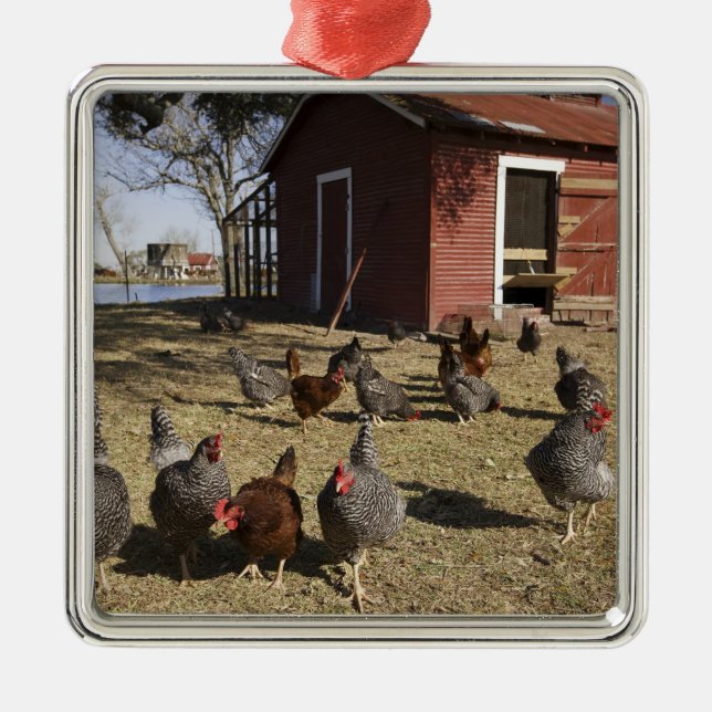 Chickens working grounds near hen house Cliburn Metal Ornament (Front)