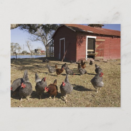 Chickens working grounds near hen house Cliburn Postcard