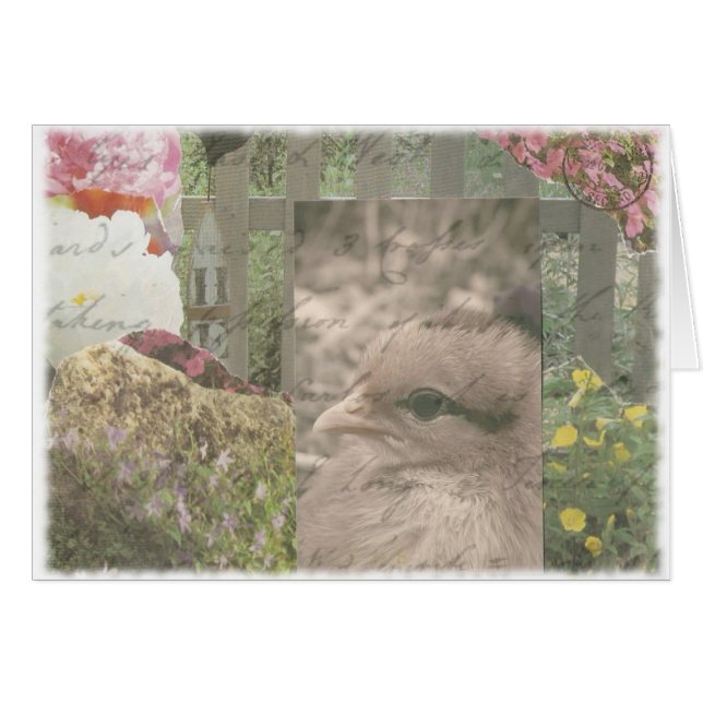 Chickie 1 cards (Front Horizontal)