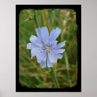 Chickory Flower Poster