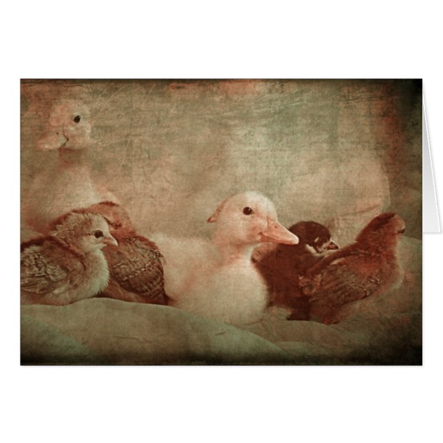 Chicks and Ducklings Cards (Front Horizontal)