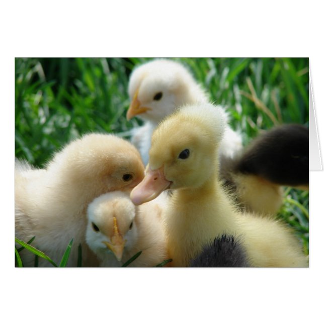 Chicks and Ducklings Cards (Front Horizontal)