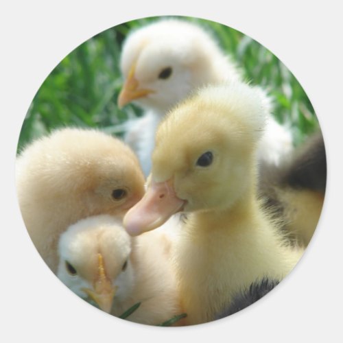 Chicks and Ducklings Classic Round Sticker