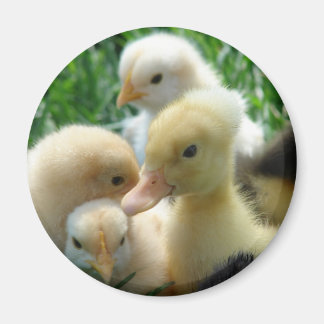 Chicks and Ducklings Magnet