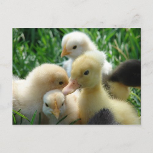 Chicks and Ducklings Postcard