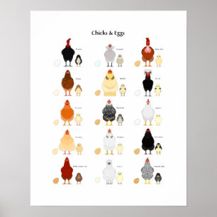 chicks and eggs color chart