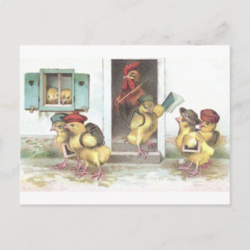 Chicks at School and Rooster Teacher Postcard