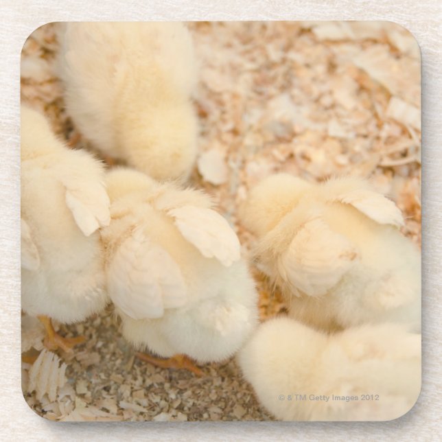 chicks beverage coaster (Front)