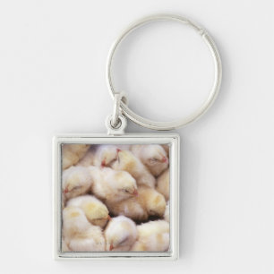 chicks, brood of chickens keychain