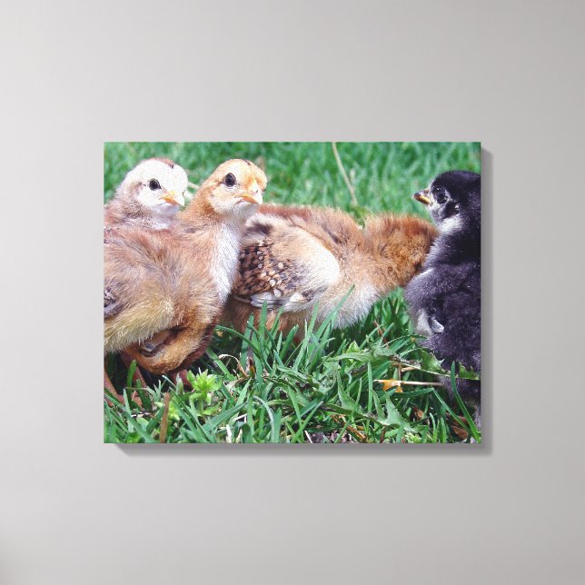 Chicks Canvas Print (Front)