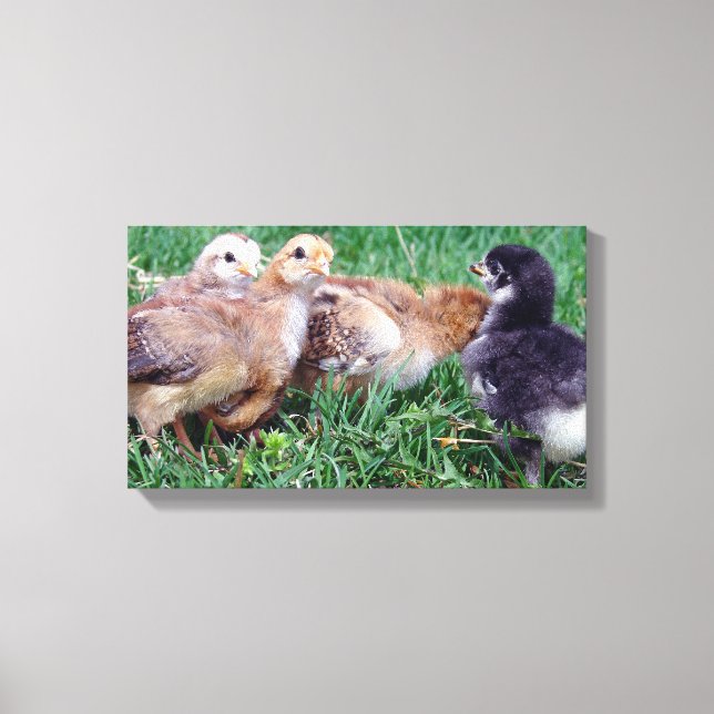 Chicks Canvas Print (Front)