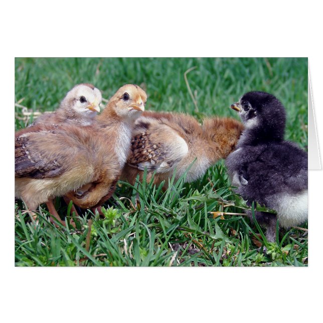 Chicks Cards (Front Horizontal)