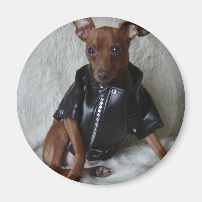 Chicks Dig Me Magnet (Front)