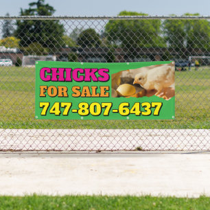 Chicks For Sale Custom Editable Banner