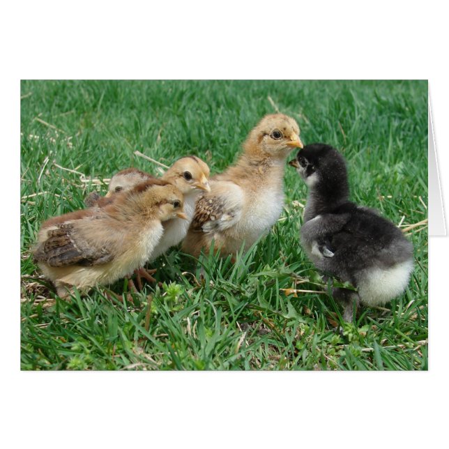 Chicks in the Grass Cards (Front Horizontal)