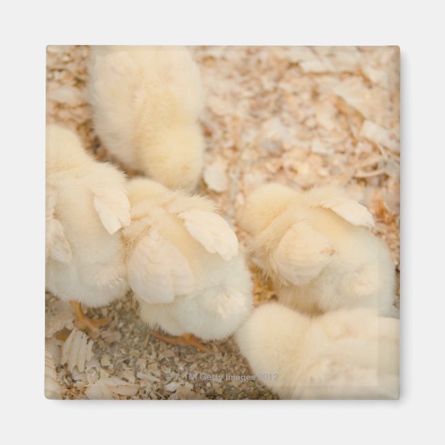 chicks magnet (Front)