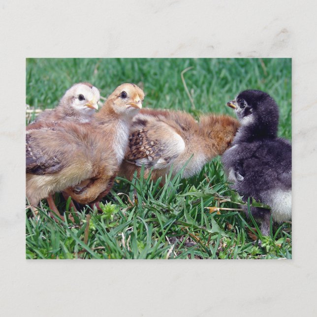 Chicks Postcard (Front)