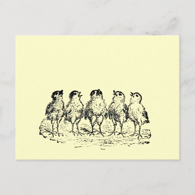 chicks postcard (Front)