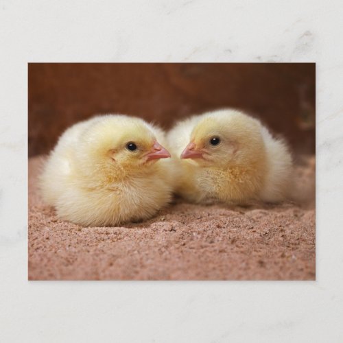 Chicks Postcard