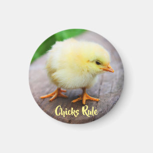 Chicks Rule Cute Baby Chicken Lover Round Magnet