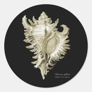 Chicoreus ramosus classic round sticker