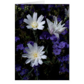 Chicory and Phacelia Wildflowers (Front)