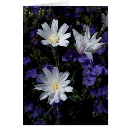 Chicory and Phacelia Wildflowers Cards (Front)