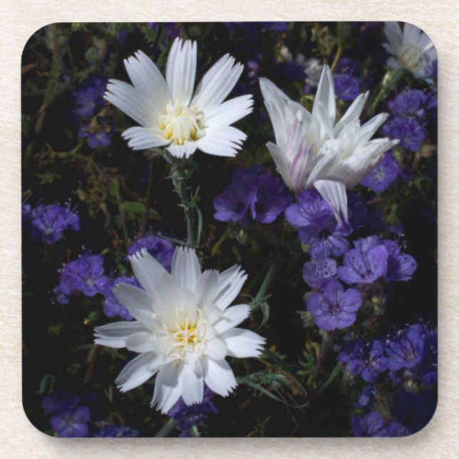 Chicory and Phacelia Wildflowers Drink Coaster (Front)