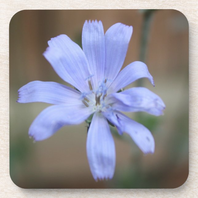 Chicory Beverage Coaster (Front)