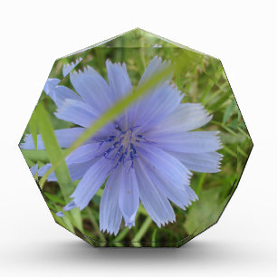 Chicory Blue Purple Flower Floral Award