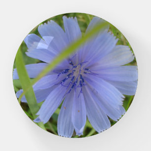 Chicory Blue Purple Flower Floral Paperweight
