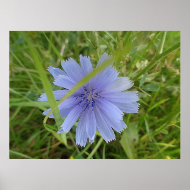 Chicory Blue Purple Flower Floral Poster (Front)