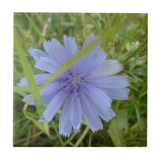 Chicory Blue Purple Flower Floral Tile (Front)