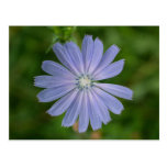Chicory