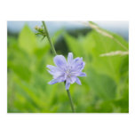 Chicory