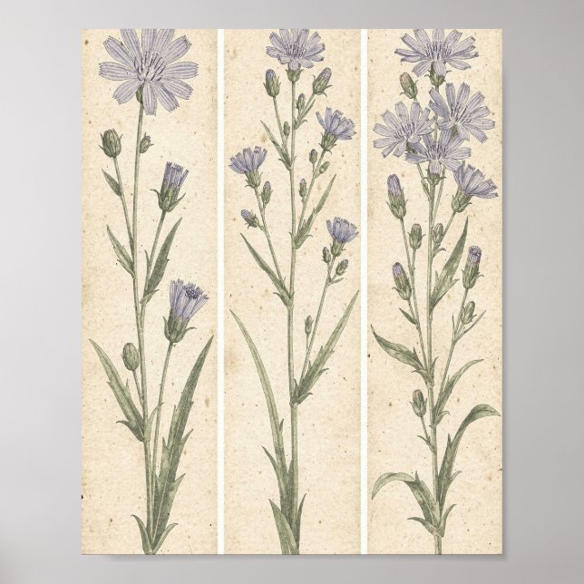 Chicory Botanical Flower Art Poster (Front)