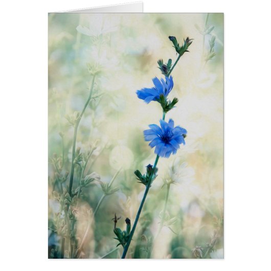Chicory Cards (Front)