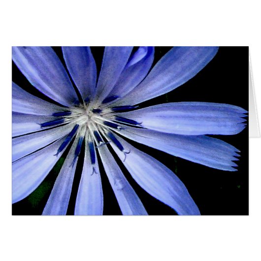 Chicory Collection Cards (Front Horizontal)