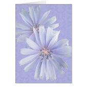 Chicory - Cornflower - Wildflower (Front)